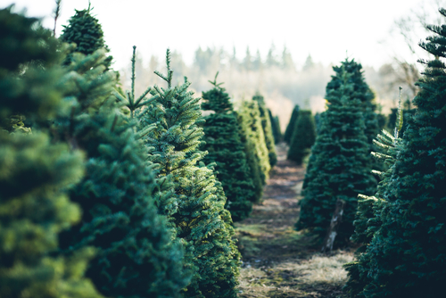 How To Replant Your Christmas Tree