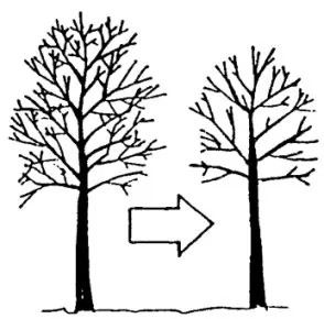 Proper Pruning Techniques for the Top 5 Trees in Frederick, Md.
