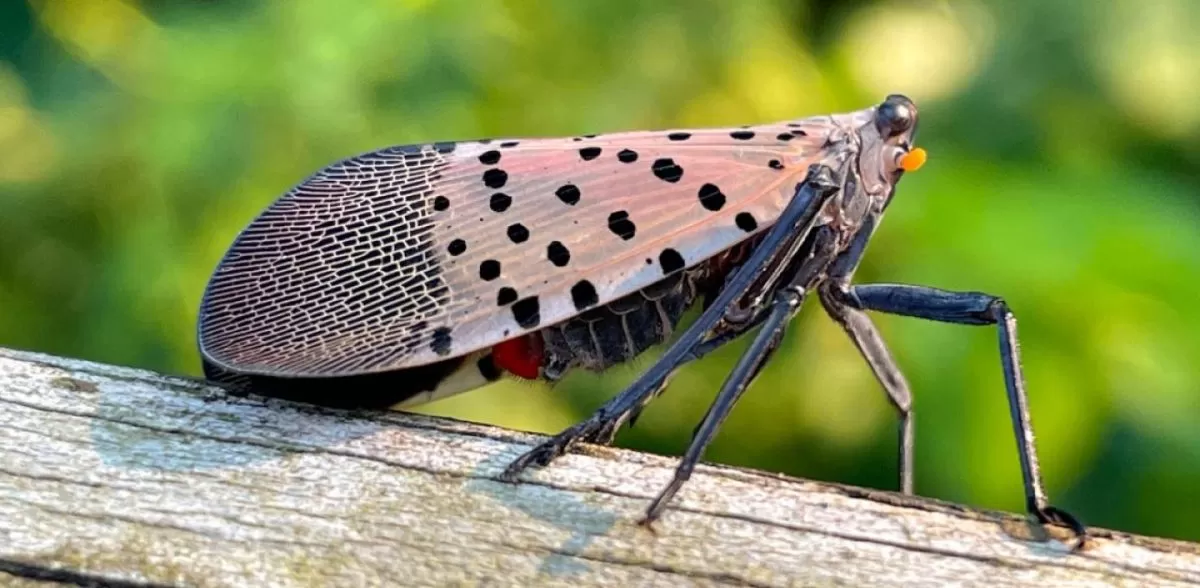 Spotted LanternFly Sightings in Frederick Md.