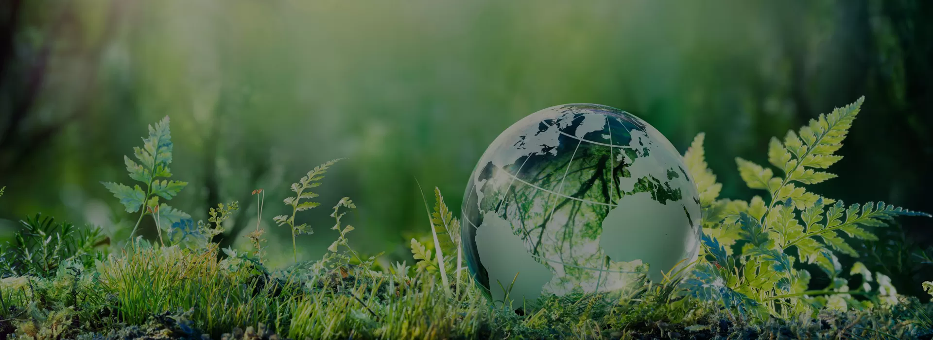 Tree Service in Darnestown Md.