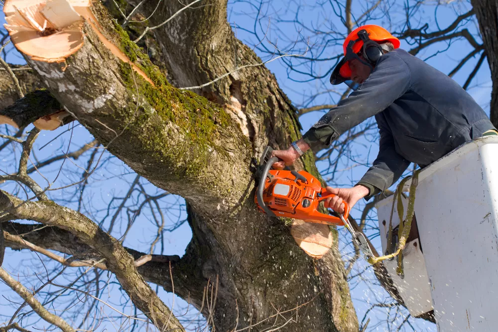Tree Maintenance Company in Urbana