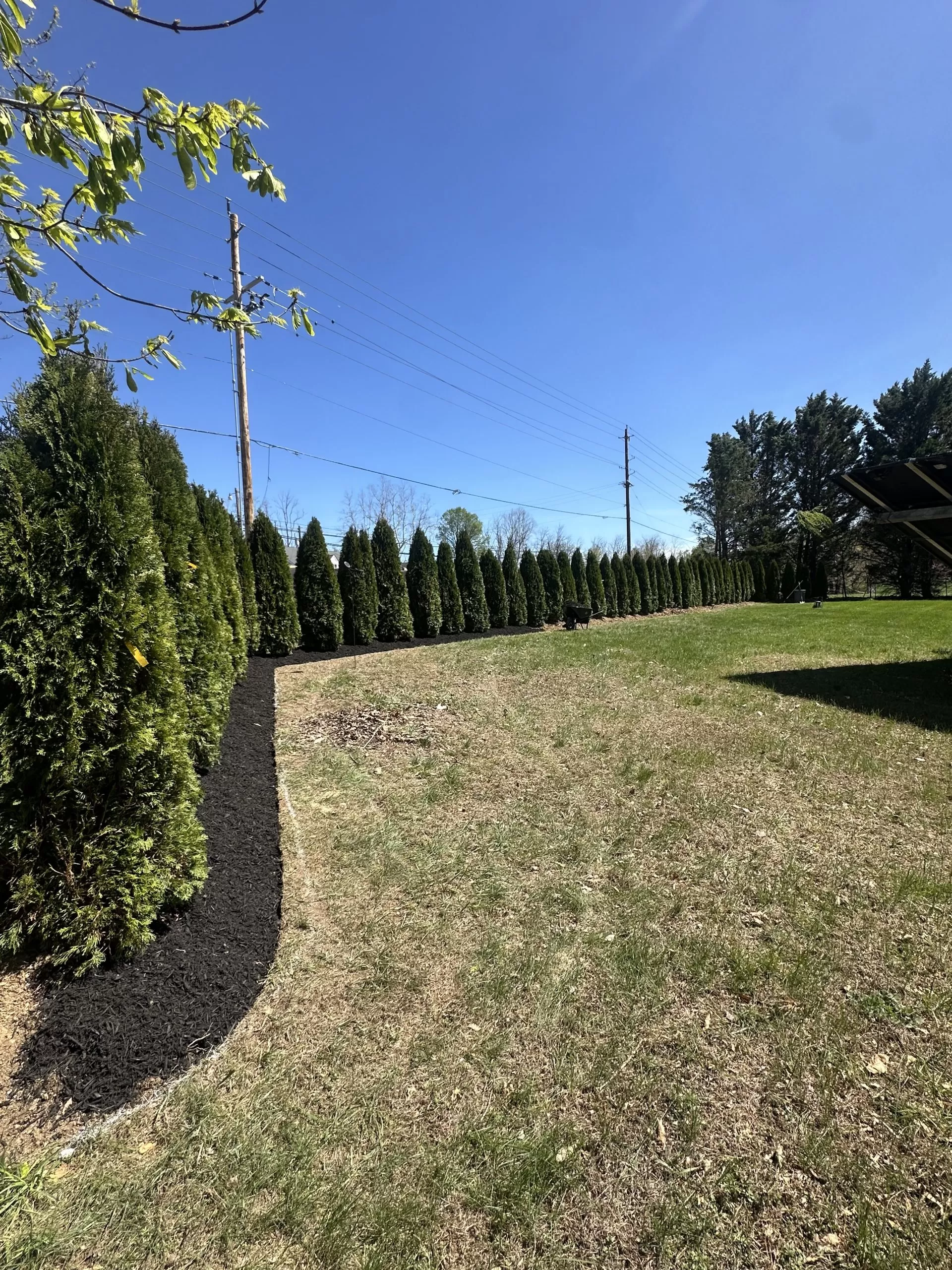 Tree Preservation in Potomac, Md.