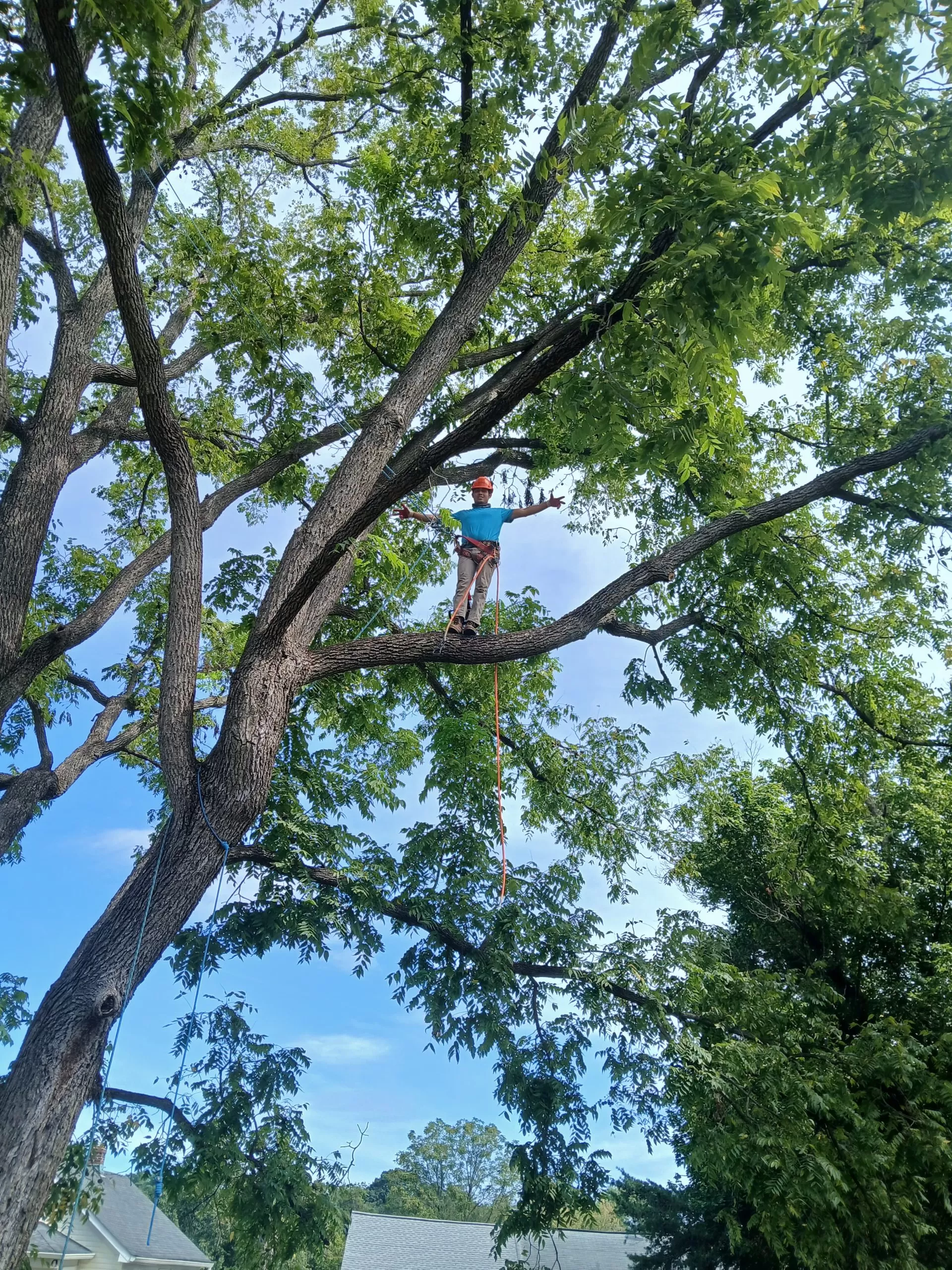 Shrub Pruning in Ijamsville MD