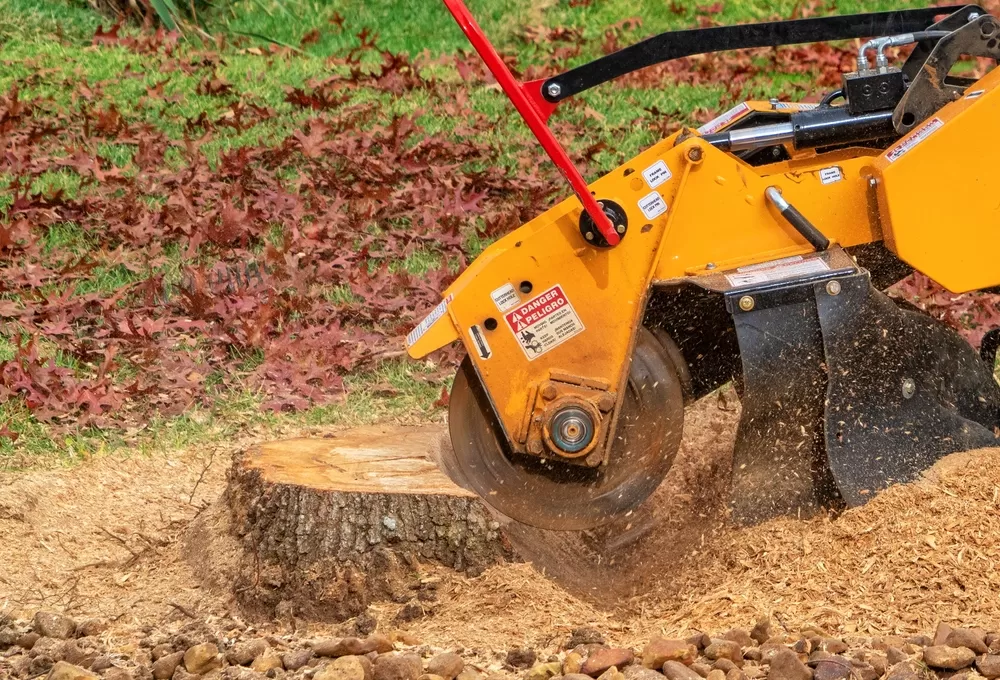 Stump Grinding in Potomac