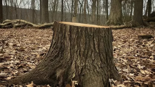 Stump Grinding in Hagerstown