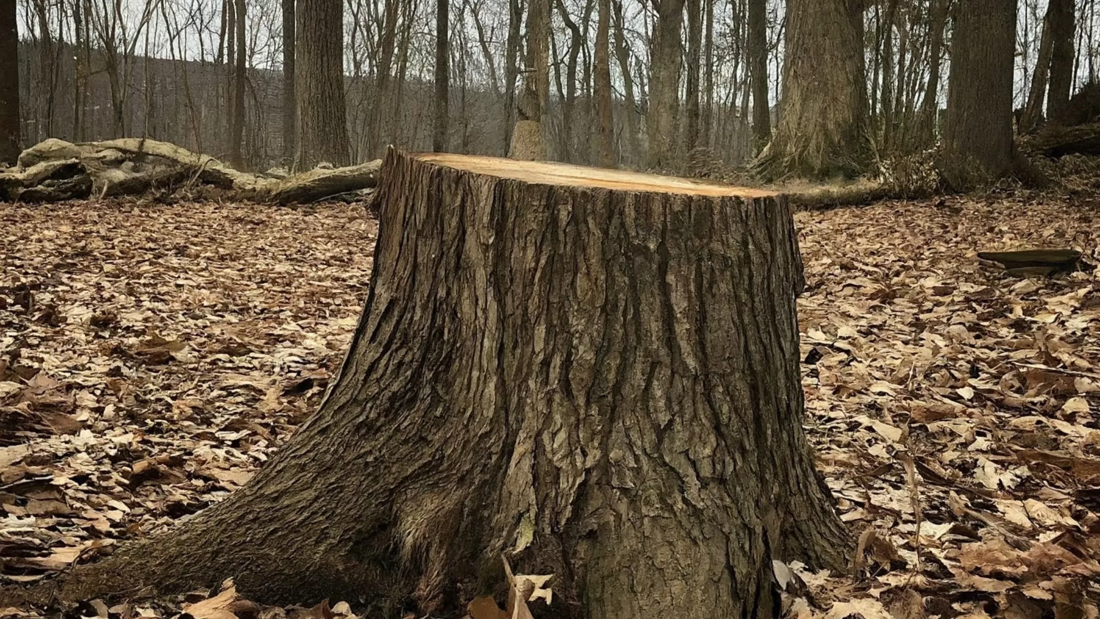 Stump Grinding in Hagerstown