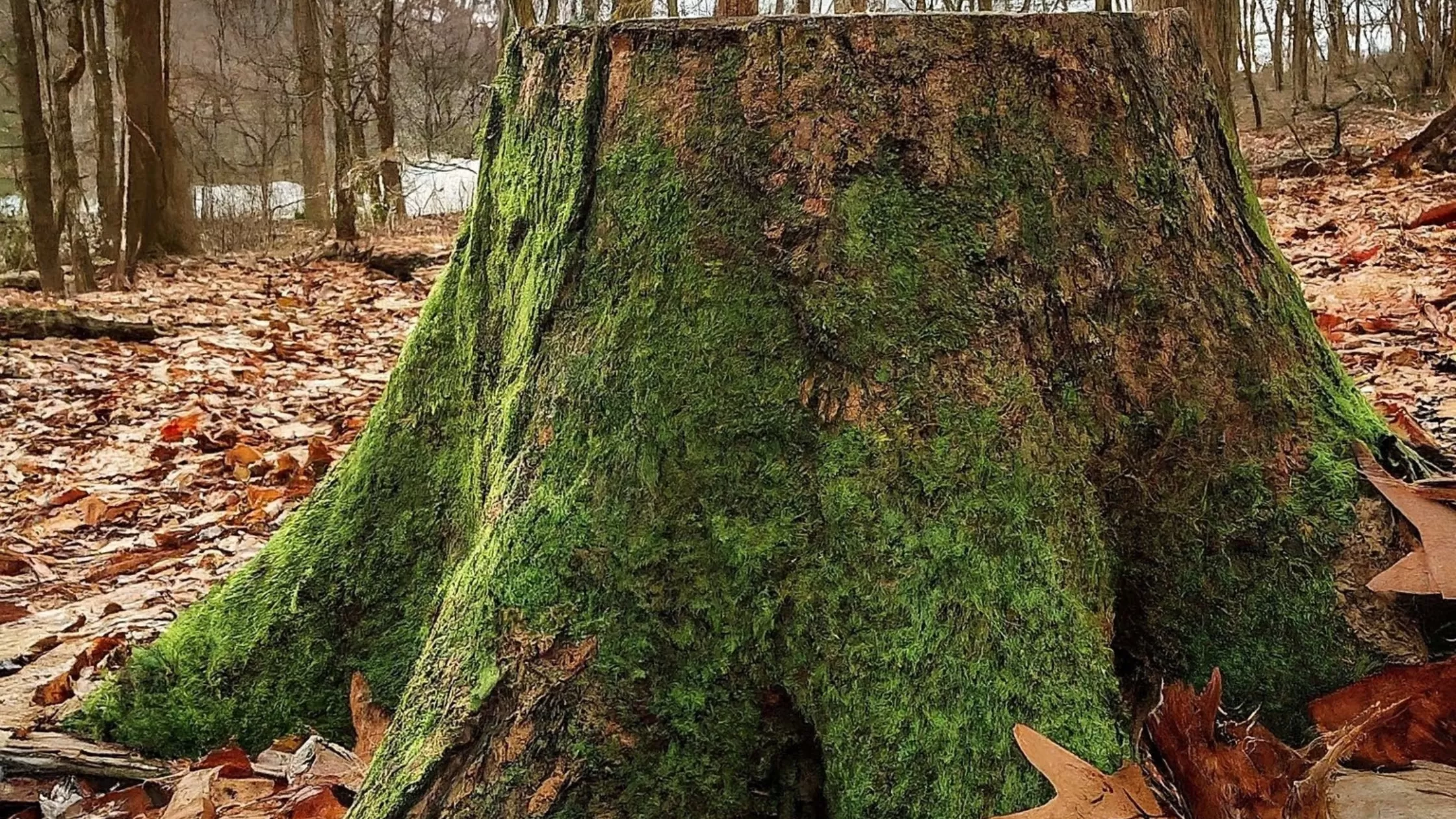 Stump Removal in Ijamsville Md.