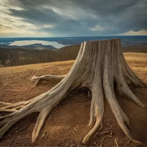 Stump Grinding in Urbana