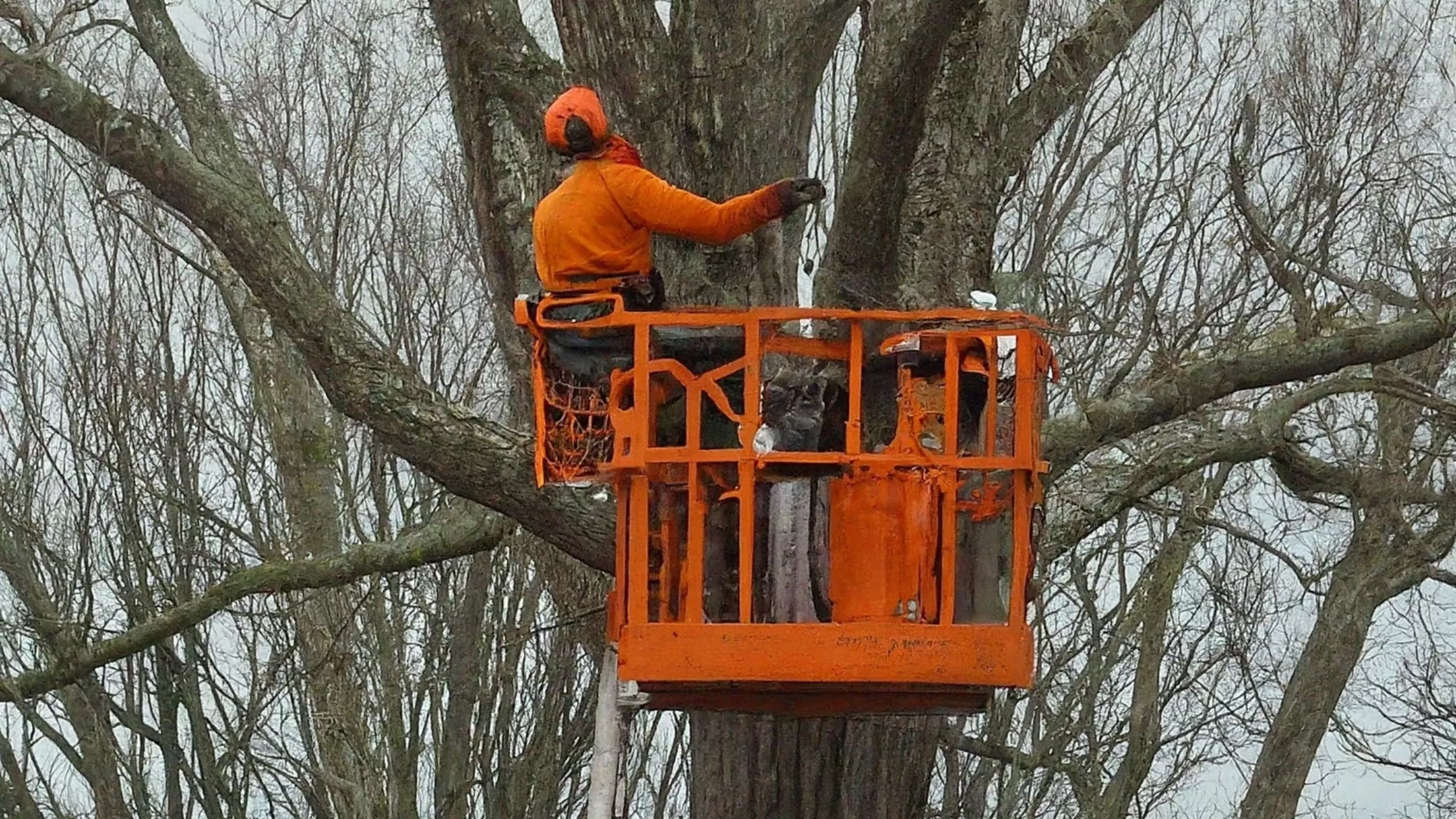 Tree Removal in Darnestown