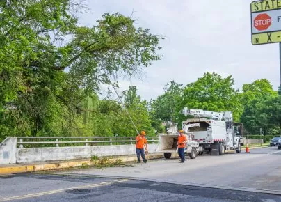 Tree Removal in Frederick