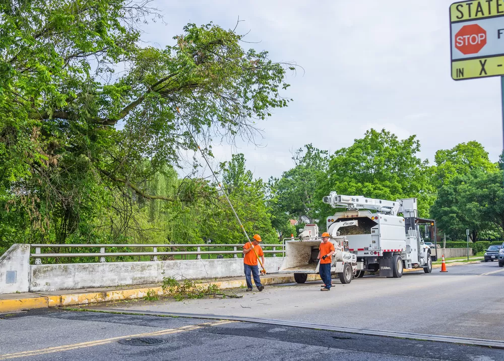 Tree Removal in Frederick