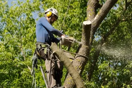 Professional Tree Pruning in Potomac