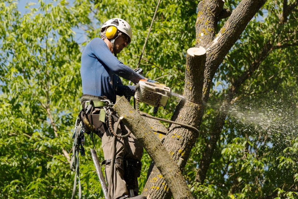Tree Trimming in Potomac