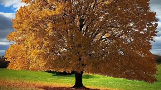 Tree Removal in Ijamsville, Md.