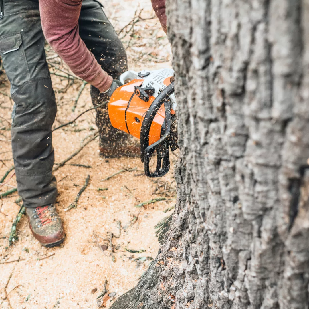 Tree Cutting Service in Monrovia