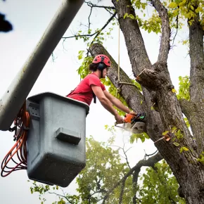 Tree Cutting Service in New Market