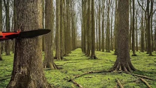 Tree Cutting Service in Urbana