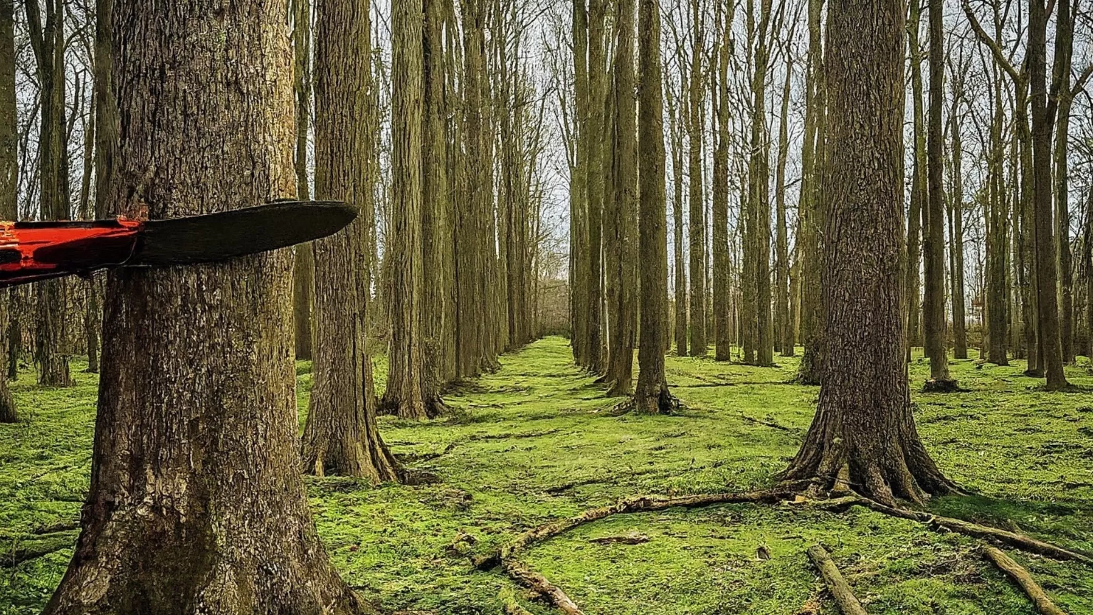 Tree Cutting Service in Urbana