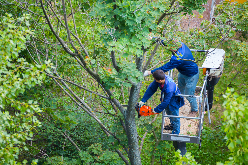 Tree Removal in Potomac