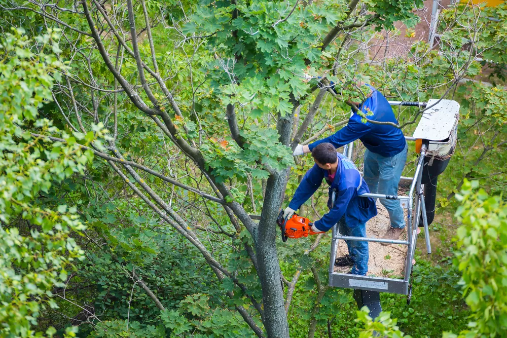 Tree Removal in Potomac Md.