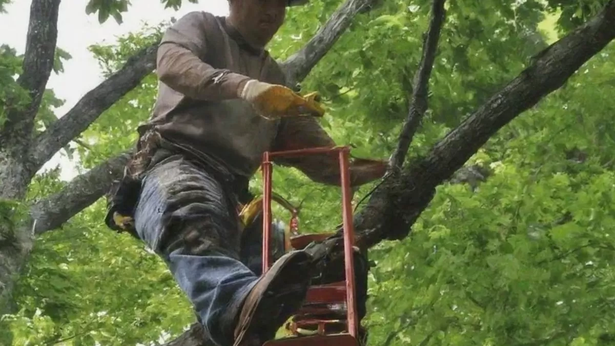 Tree Maintenance Company in Hagerstown