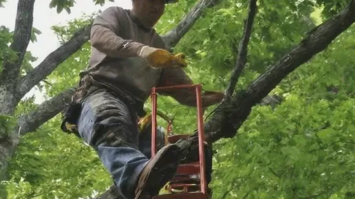 Tree Maintenance Company in Hagerstown