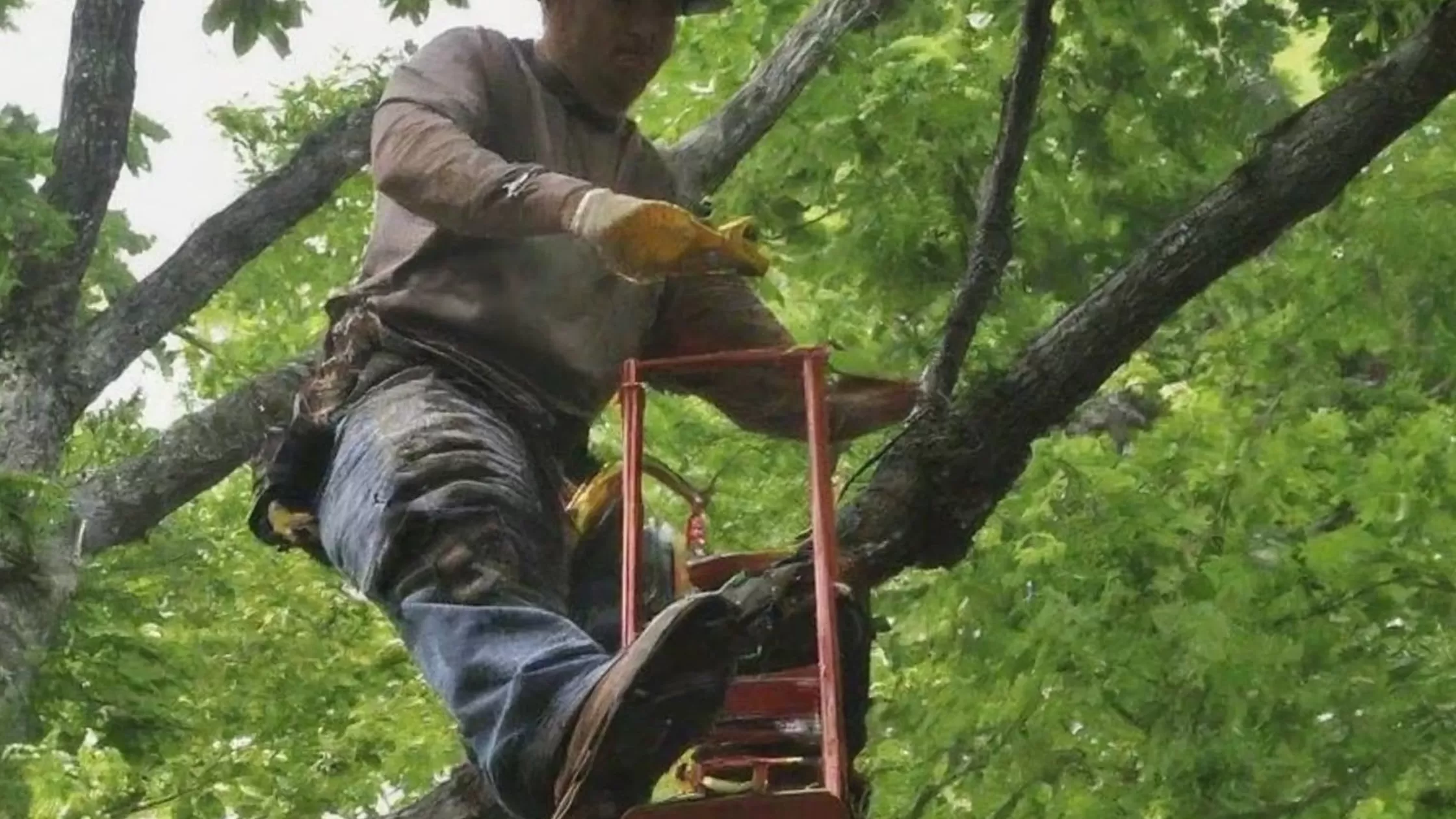 Tree Maintenance Company in Hagerstown