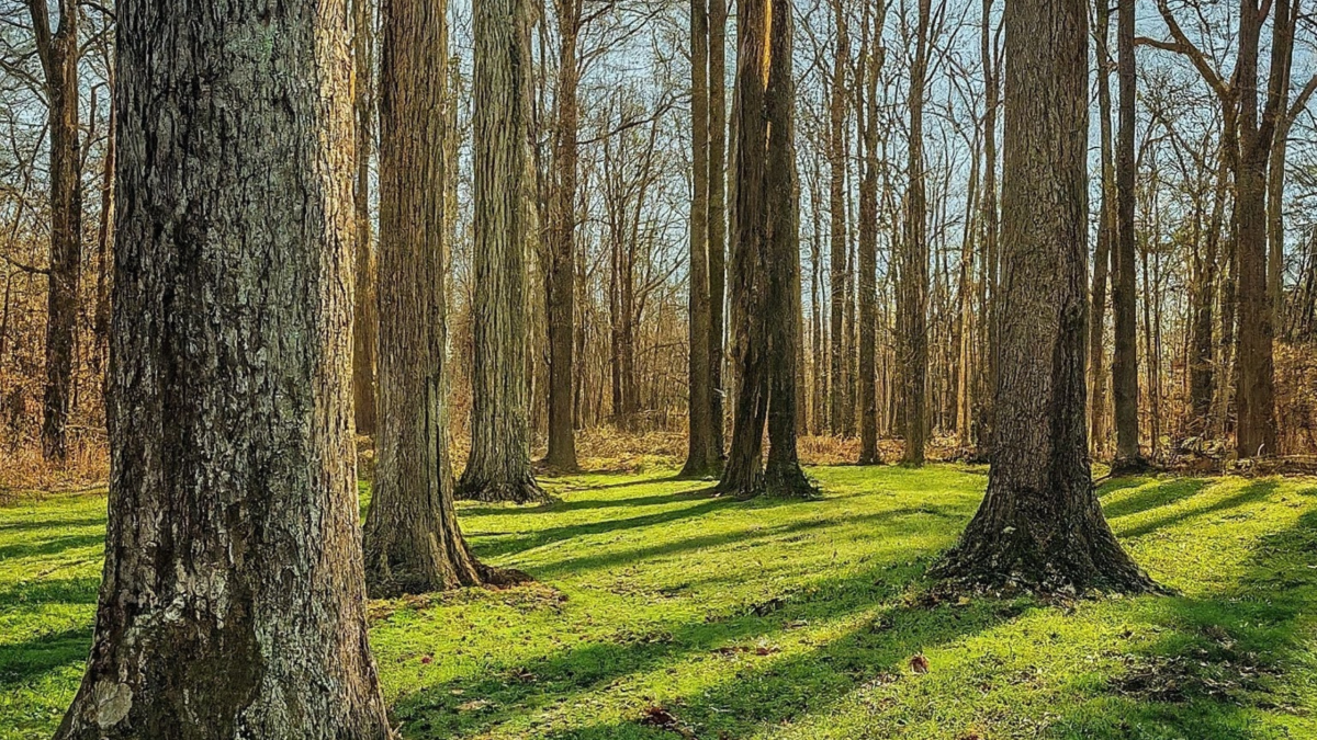 Tree Services in Ijamsville
