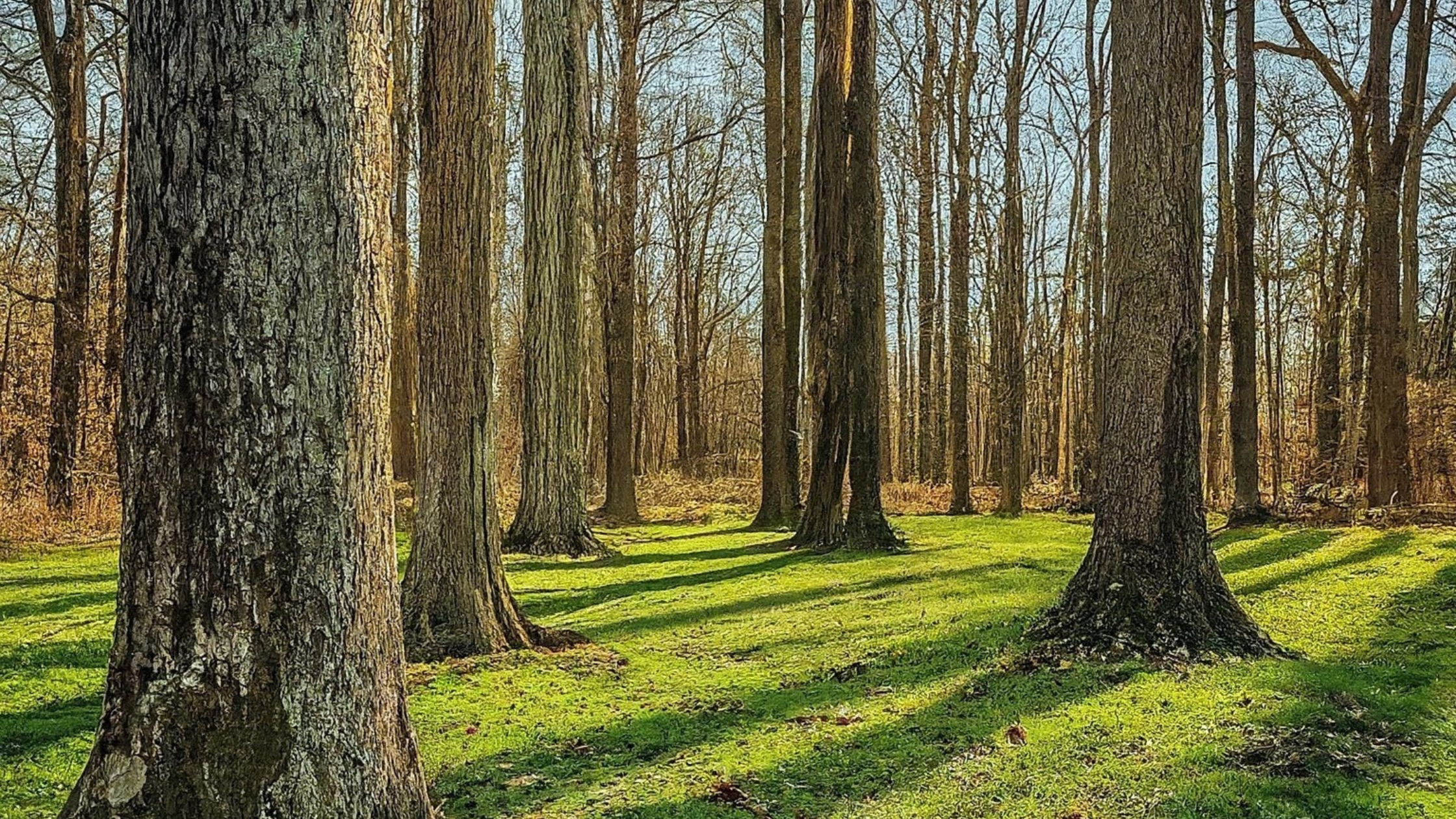 Tree Services in Ijamsville