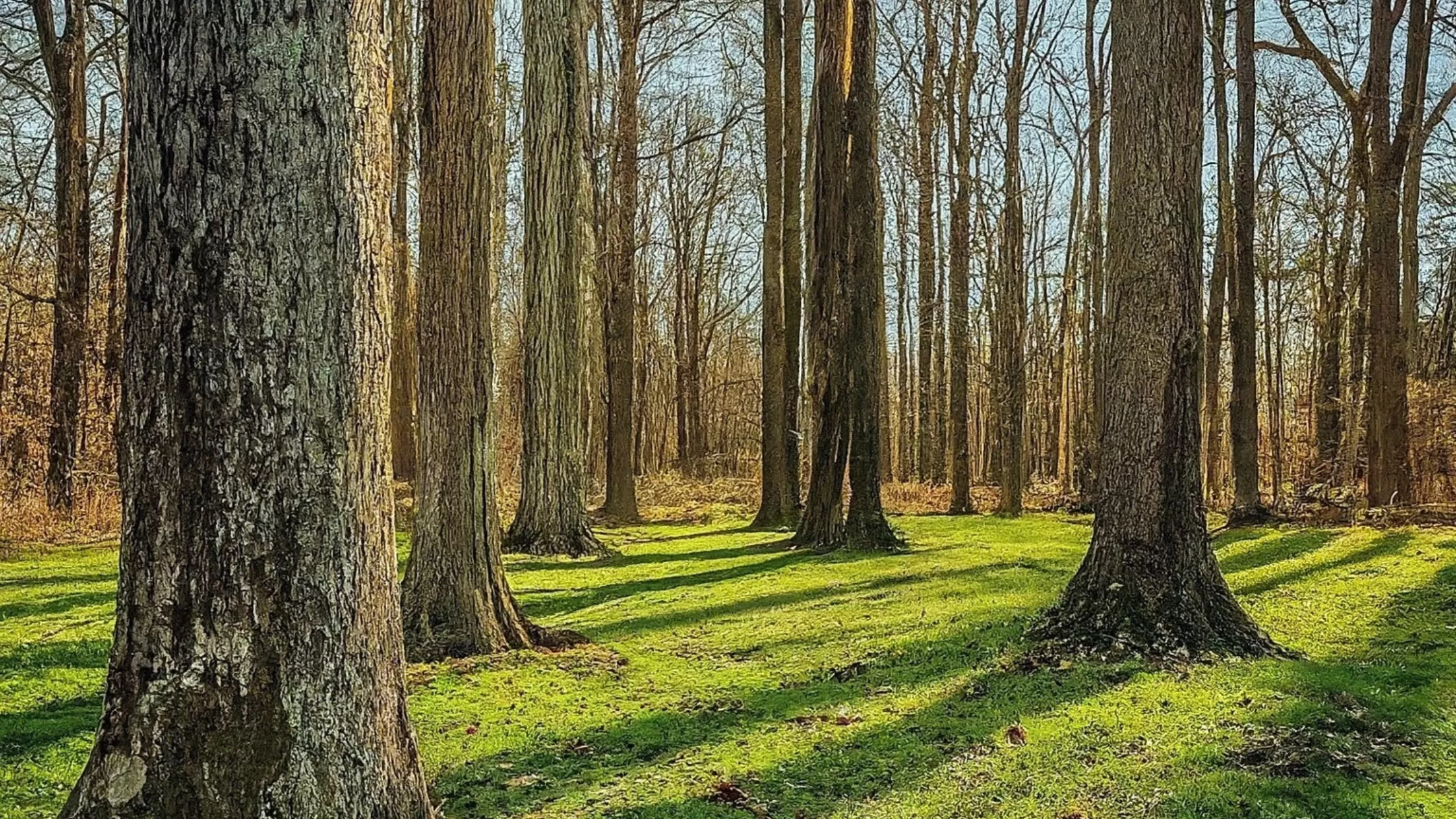 Tree Service in Ijamsville