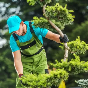 Tree Maintenance Company in Monrovia