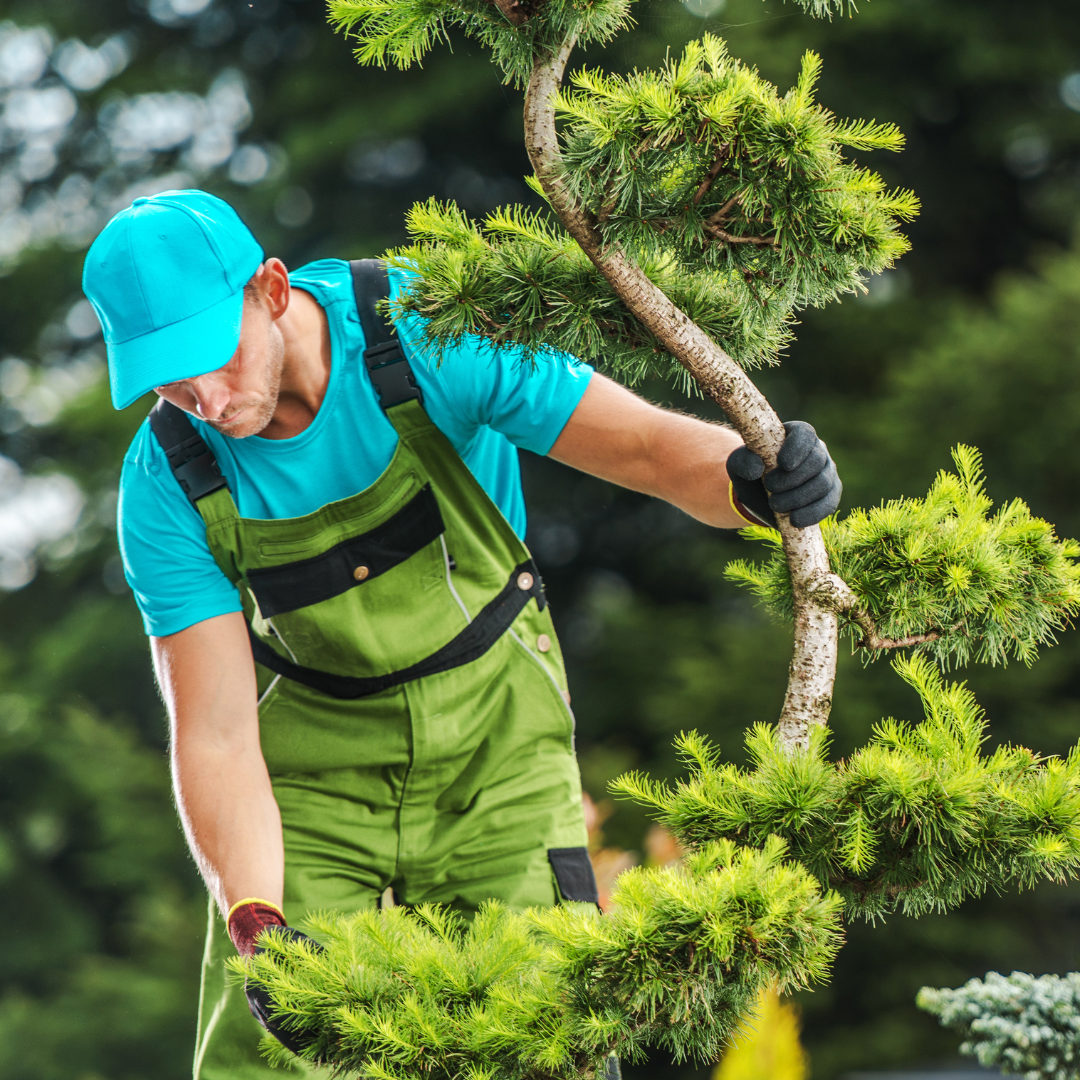 Tree Trimming in Darenstown, Md.