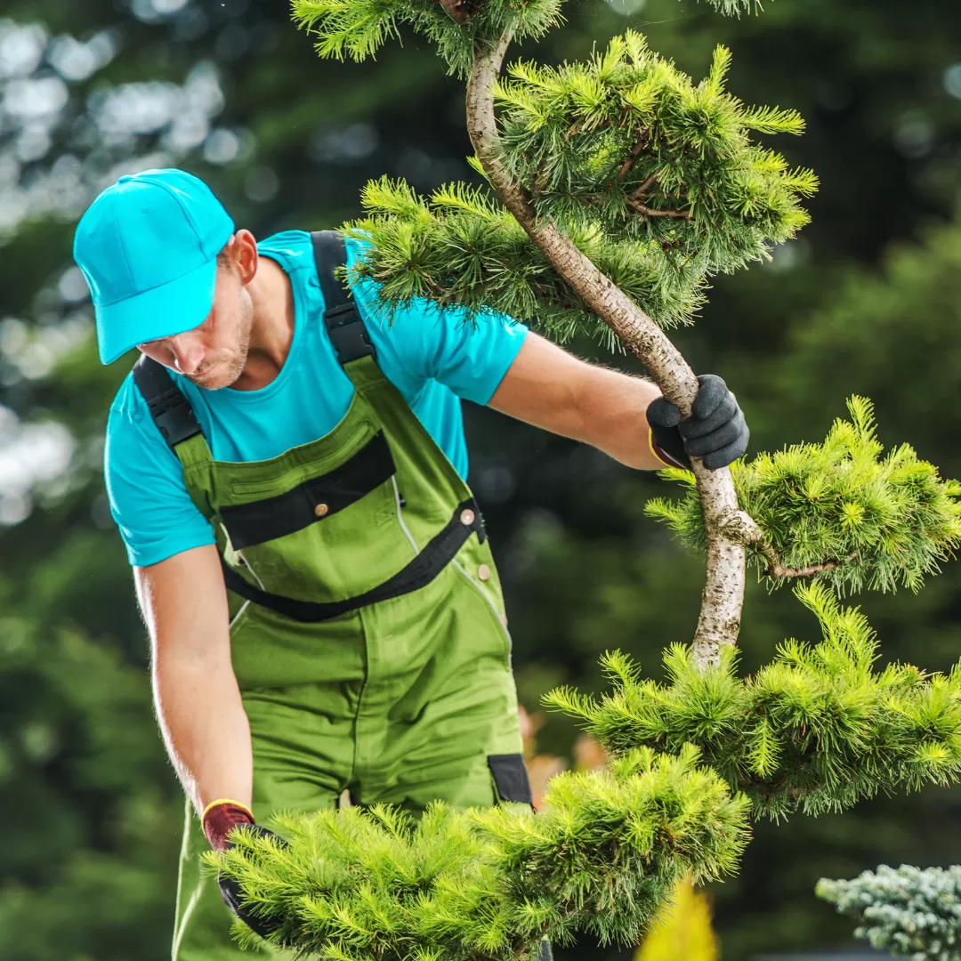 Tree Maintenance Company in Monrovia