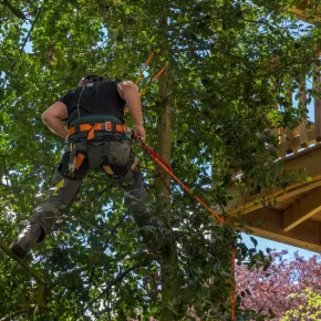 Tree Maintenance Company in New Market