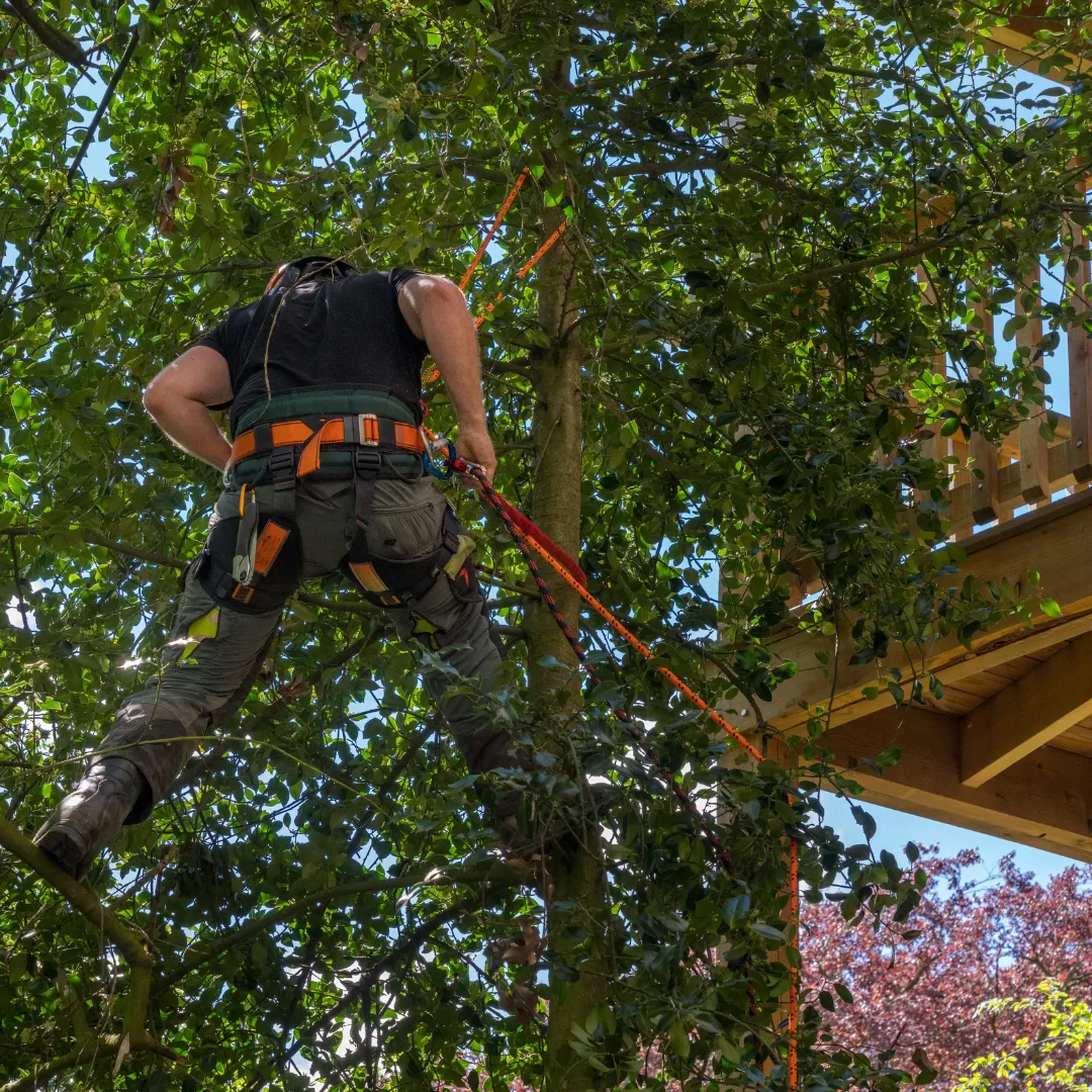 Tree Maintenance Company in New Market