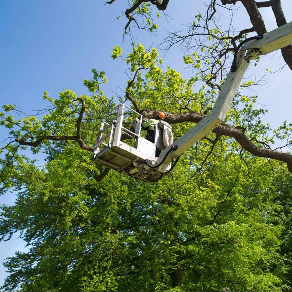Tree Pruning Service in Frederick