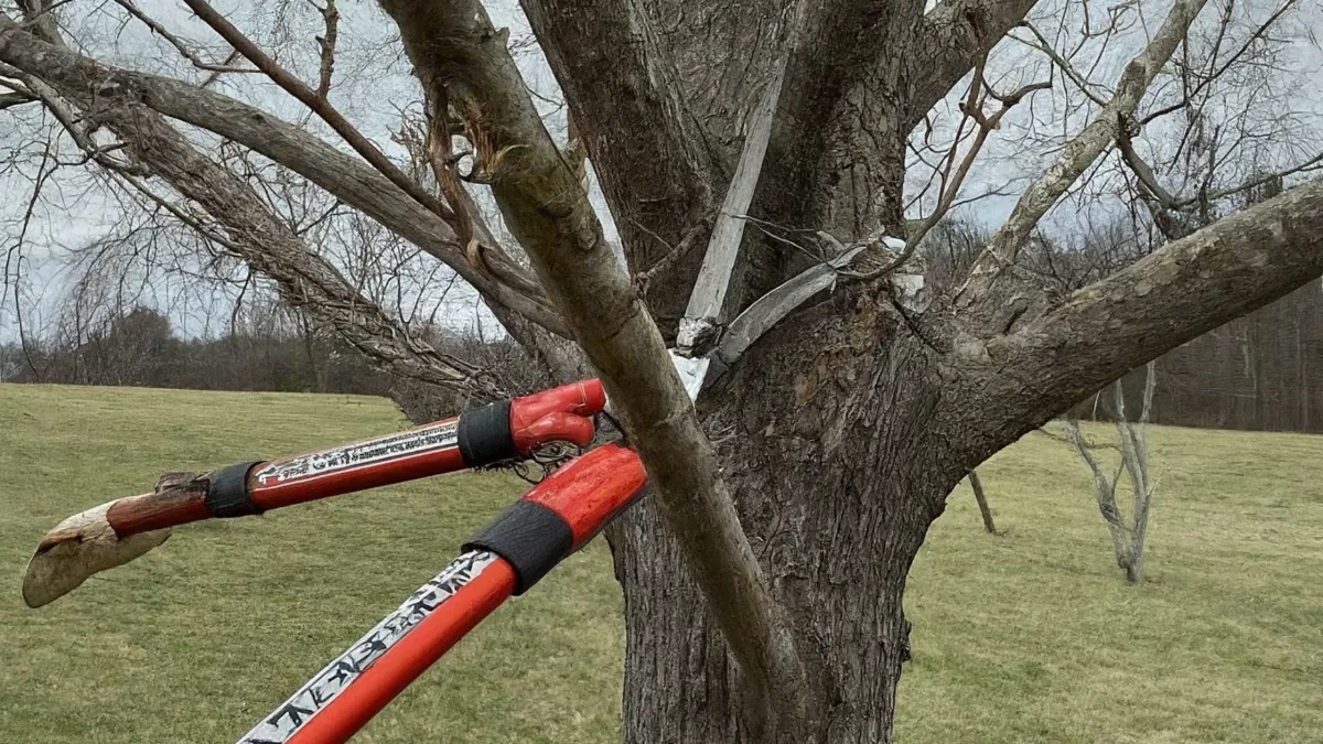 Tree Pruning in Hagerstown