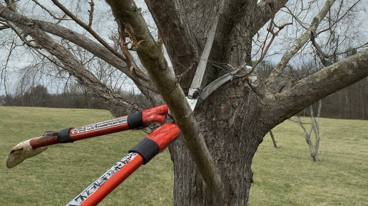 Tree Pruning Service in HAGERSTOWN