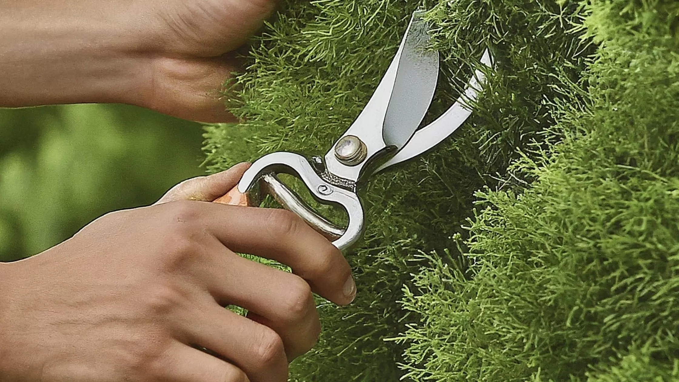 Tree Pruning in Ijamsville