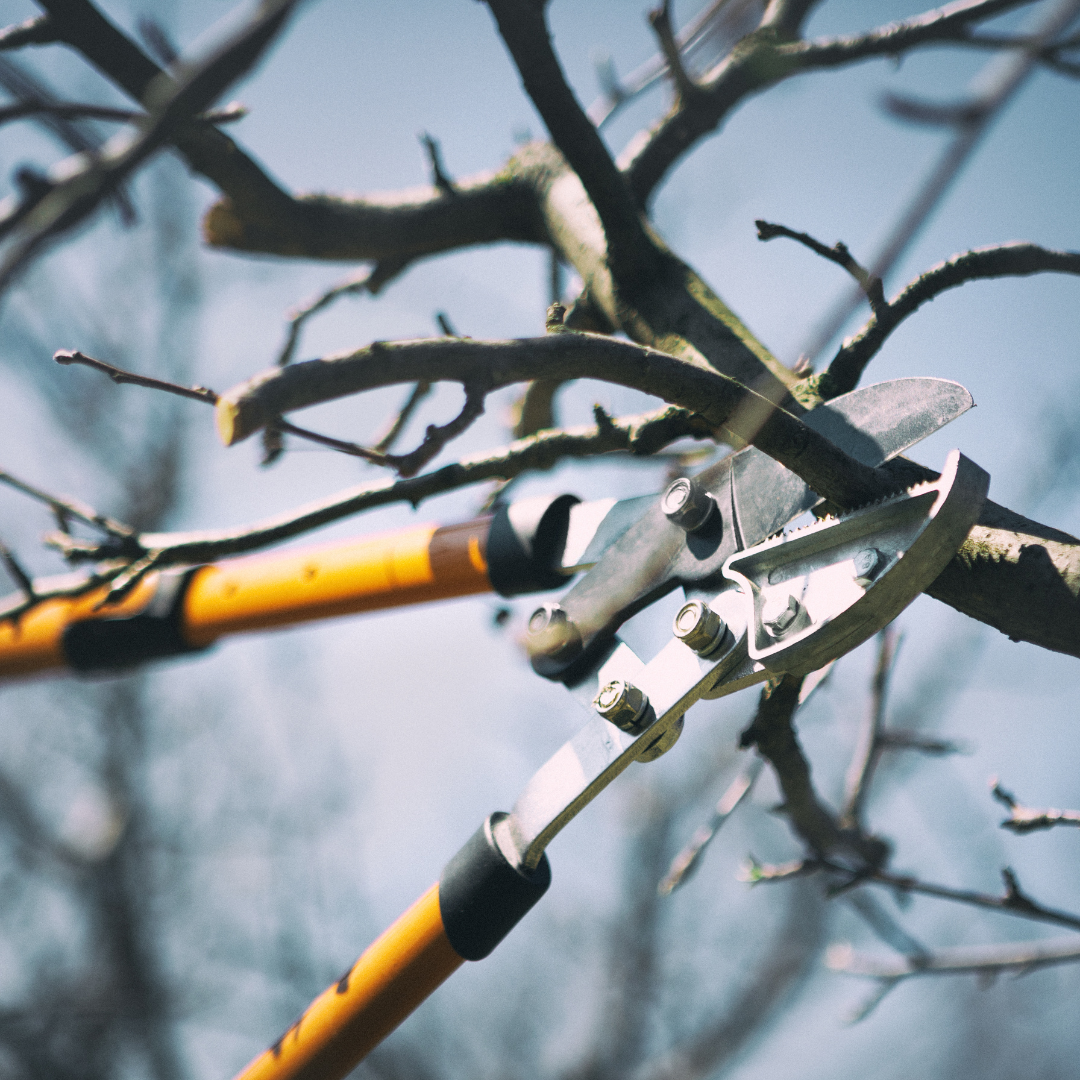 Tree Pruning Service in Monrovia