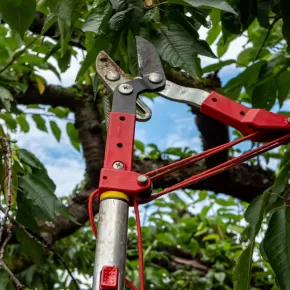 Tree Pruning Service in New Market