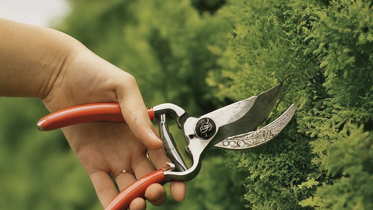 Tree Pruning Service in Urbana