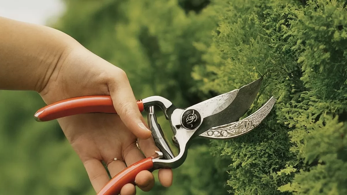 Tree Pruning Service in Urbana