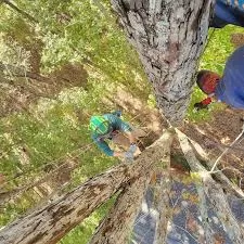 Tree Service Company in Frederick, Md.