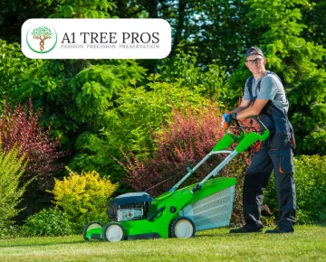DIY vs. Professional Tree Care:  Making the Right Choice