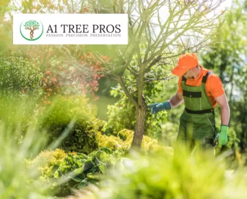 Tree Care Guide: Understanding Plant Health and Maintenance