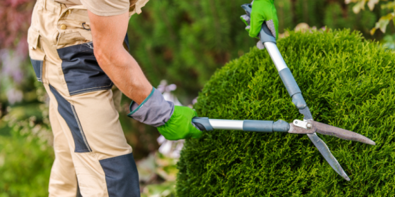 Healthy Growth: The Vitality of Shrub Shaping & Pruning