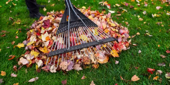 Seasonal Tree Maintenance: Essential Tips and Information