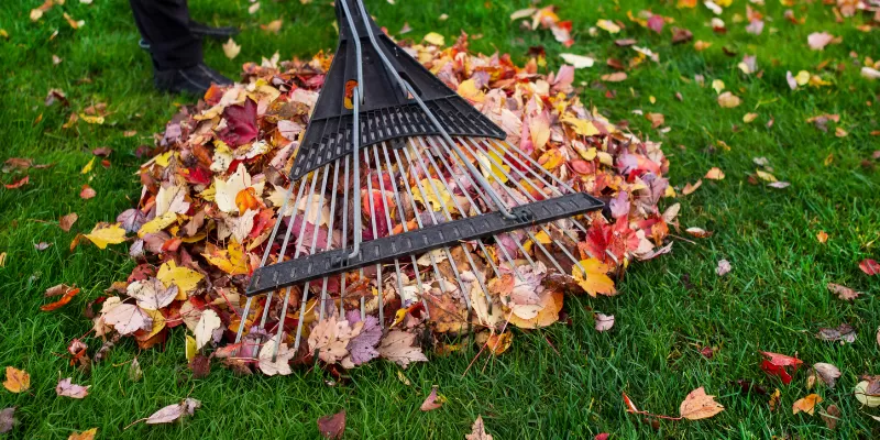 Seasonal Tree Maintenance: Essential Tips and Information