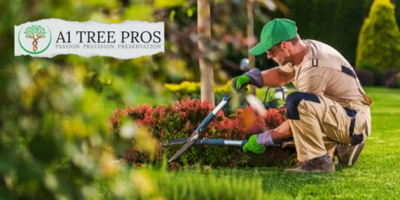 Tree & Shrub Pruning: Enhancing Your Landscape Artfully